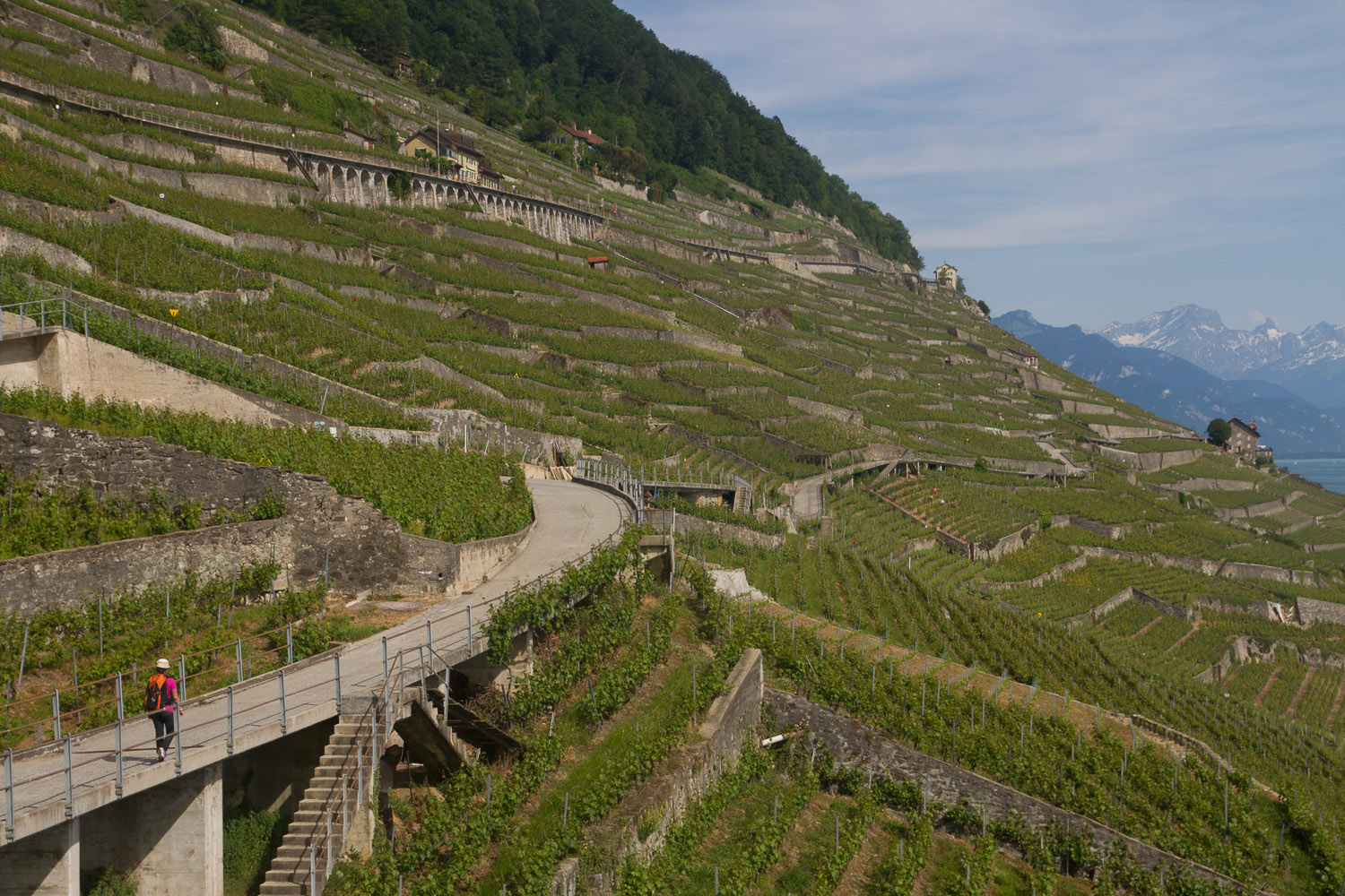 Multitud de terrazas de viñedos en Epesses, Suiza