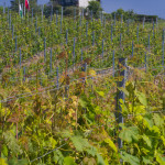 Fotos de la semana Nº 19, 2013: las terrazas de viñedos de Lavaux