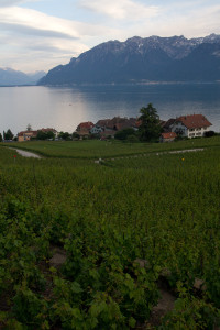 Viñedos, lago Léman y los Alpes, vistos desde Rivaz, Suiza