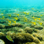 Arrecife de coral de bahía Damas, isla Coiba, Panamá