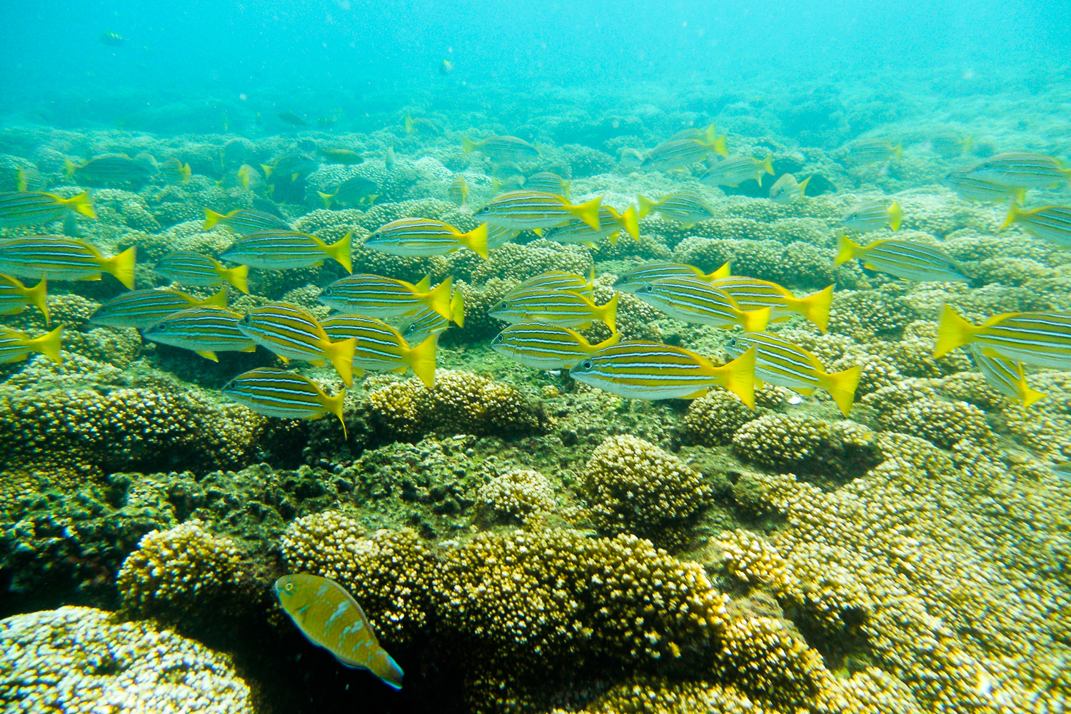 Arrecife de coral de bahía Damas, isla Coiba, Panamá