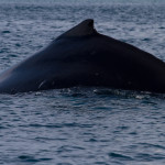 Ballena jorobada en el parque nacional Coiba, Panamá