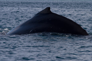 Ballena jorobada en el parque nacional Coiba, Panamá