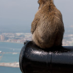 Macaco de Berbería sentado sobre un cañón, Gibraltar
