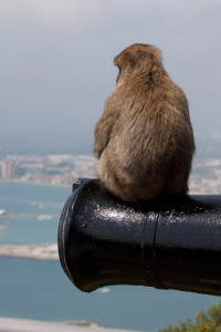 Macaco de Berbería sentado sobre un cañón, Gibraltar