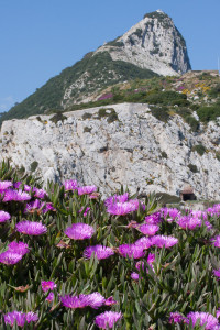 Flores y peñón de Gibraltar