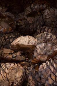 Piñas de agave cocidas, Tequila, México