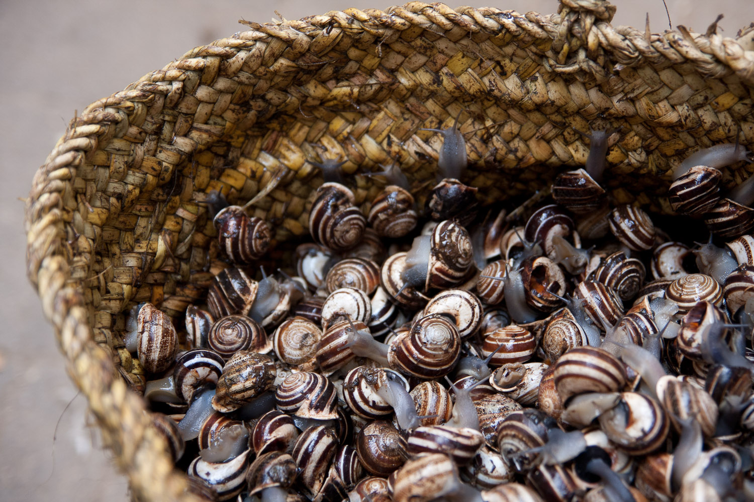 Caracoles vivos a la venta en la medina de Fez, Marruecos