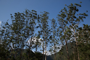Un grupo de eucaliptos frente al Cerro Gaital, El Valle de Antón, Panamá