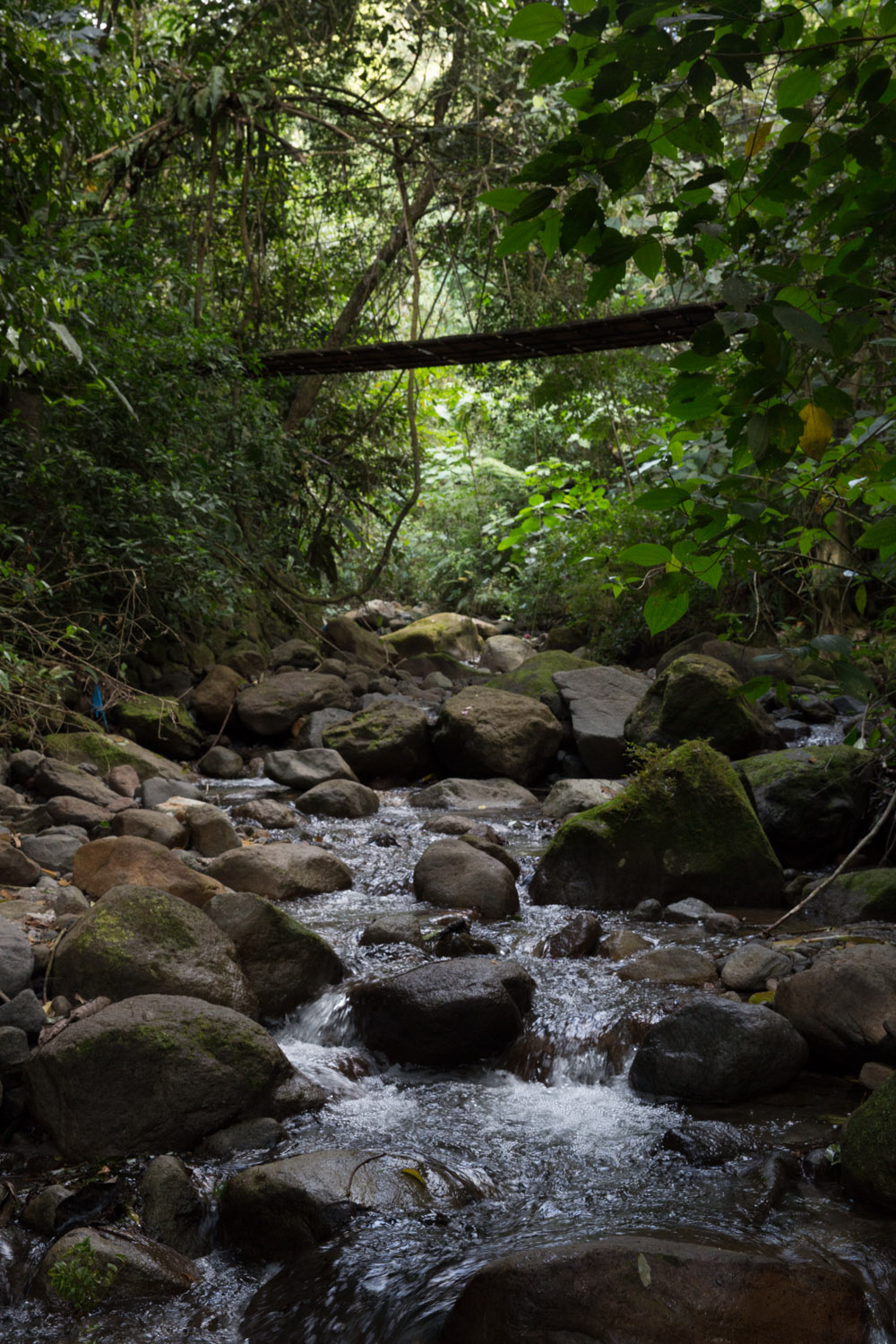 Viernes 31: Un puente de madera sobre un arroyo cerca del Chorro Macho, en El Valle de Antón, Panamá.