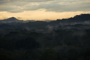 Miércoles 29: El bosque lluvioso tropical del Parque Nacional Soberanía, en Panamá, cubierto con neblina al amanecer.