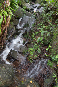 Jueves 30: Una pequeña cascada en el bosque nacional El Yunque, en Puerto Rico.